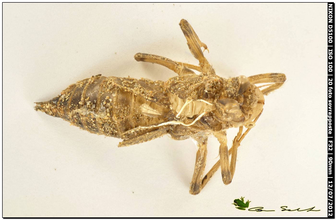 Exuvia da id. 2